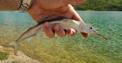 piper fish|Garfish also called Piper .